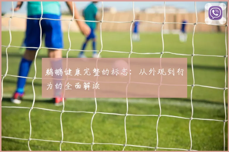 鹈鹕健康完整的标志：从外观到行为的全面解读